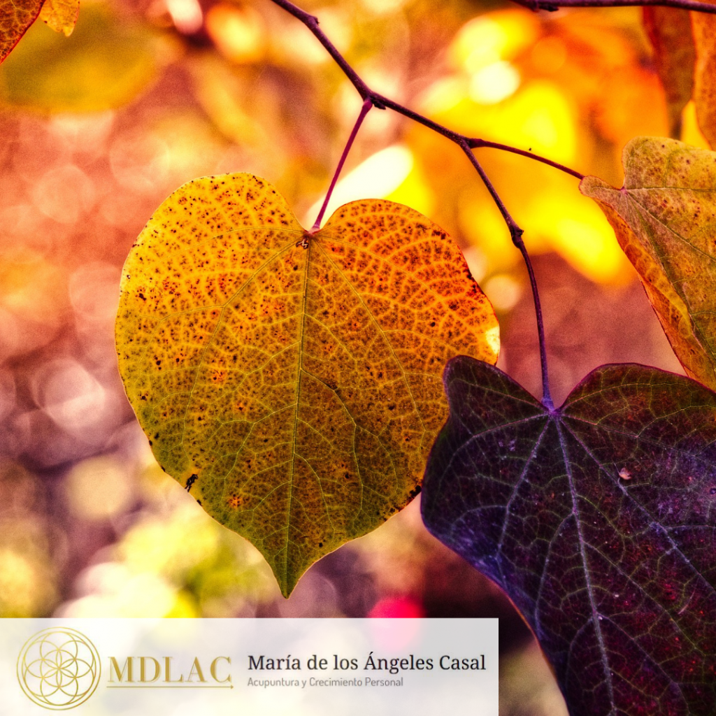 Fortalece tu salud y eleva tu ánimo y tu espíritu en otoño con la ...